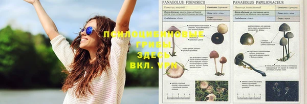 PSILOCYBIN Алексеевка